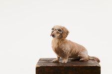 반려동물 사업 손쉽게…하이페이스, 펫 전용 디자인 패키지 호응