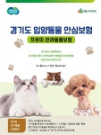 반려동물 입양 걱정 마세요 DB손보, 경기도 무한돌봄 입양동물 안심보험 시행
