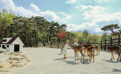 방목한 사슴과 자유롭게 교감하세요 켄싱턴리조트 아이러브 설악밸리 패키지 출시