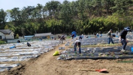 6천㎡ 텃밭 임대해 직원들에 무료분양 한수원, 경주시 주말농장 개장