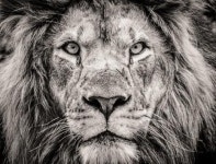 ‘주목’의 심리학①…인간은 ‘목표’와 관계 없는 것은 무시한다.