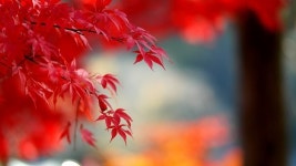 [최성원의 詩로 보내는 편지] 단풍