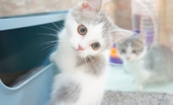 자체출산 건강한 고양이 분양 업체 ‘블리스캣’, 분양비 50%할인 이벤트 진행