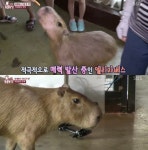 카피바라, 동물농장 新 귀염둥이 등장 세계에서 가장 큰 설치류