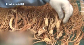 홍삼 제품서 환경호르몬 검출, 리스트 공개하지 않는 이유 