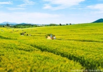 국내기차여행전문 홍익여행사 추천...봄의 정취를 느낄 수 있는 전북 고창 청보리밭축제