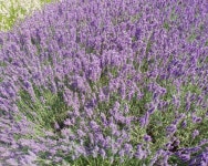 [뷰티칼럼] 아로마 에센셜 오일의‘어머니’로 불리는 라벤더(Lavender) 오일.