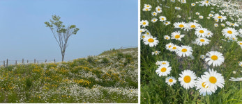 용인 복합문화공간 칼리오페, 6000평 규모 야생화정원 개방
