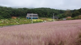 고창 청농원, 가을 맞아 분홍빛 핑크뮬리 물결 출렁