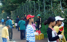 예산군, 사과수확 체험행사 실시
