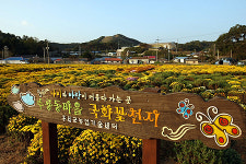 홍성은 지금 국화향기로 ‘한가득’