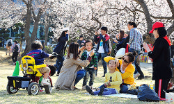 순천향대, 아산시 대표 벚꽃 명소로 각광