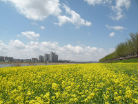아산시 곡교천 유채꽃 만개 장관