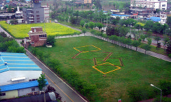 아산시 도고온천에 유채꽃 활짝