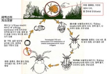 충남도 성묘 때 쯔쯔가무시증 주의 당부
