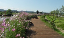 천안, 승천천 코스모스길 가을정취 ‘만끽’