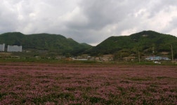 아산시 ‘친환경 녹비작물재배단지’ 조성