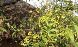 외암민속마을은 가을 한가운데!