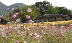 외암민속마을은 가을 한가운데!