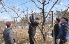 천안복숭아지도자회, 선진 재배기술 도입논의