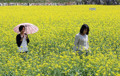 홍성군, 남장택지개발지구 내 유채꽃밭 조성 ‘호응’