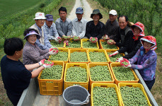 당진시, ‘제4회 순성 왕매실 따기 체험 행사’ 개최