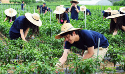 순천향대 의대생, 아산시 신창면서 농촌봉사활동