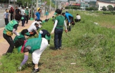 천안시 신안동, 천안관문 톨게이트 입구 코스모스 식재