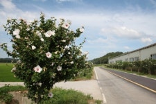 무궁화의 날 맞아 눈길끄는 홍성 무궁화 꽃길