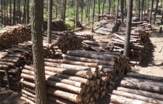 부여국유림관리소, 숲가꾸기 생산재 맞춤형 매각