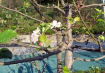 아산시 신정호에 사과꽃이 ‘신기하네!’