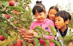 충남도 농업기술원, ‘사과수확 체험행사’ 성료