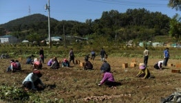 당진시 경로당 생산화사업 수확 철 맞아 바쁜 하루