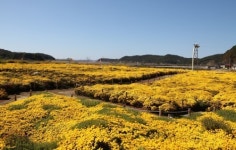 홍성군 수룡동에 펼쳐진 국화꽃천지
