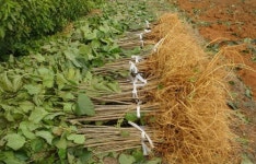 충남도, 고소득 작물 ‘오디용 뽕나무’ 분양