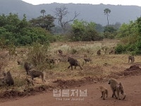 [제임스리의 여행칼럼] 밖으로 나가면 세계가 보인다-탄자니아 여행기(4)-옹고로고로 국립공원에서
