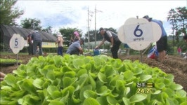 채소값 고공행진 속 ‘텃밭농원’ 인기