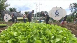 채소값 고공행진 속 ‘텃밭농원’ 인기