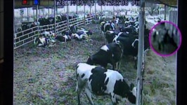 유기견 4마리, 목장 습격…송아지 물어 죽여