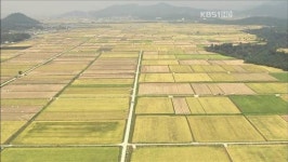 ‘황금빛’ 가을 들판…농부 마음 설레