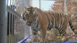 백두산 호랑이 암수 한 쌍 공개