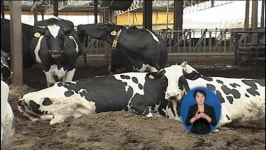 사료 먹지 못한 소 20여 마리 죽어