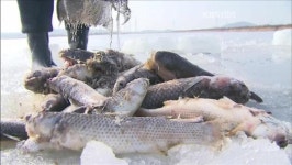 시화호 다시 죽음의 호수로…불법 그물에 떼죽음