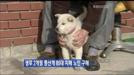 생후 2개월 풍산개, 80대 치매 노인 구해