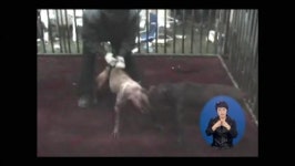 수천만 원 놓고 투견 도박