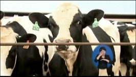 광우병 美 현지 조사…발병 목장 공개 거부