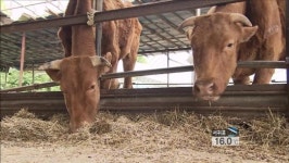 ‘굶어 죽은 소’…동물 학대?