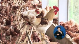 ‘동물복지 농장 인증제’ 도입하기로