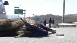 ‘로드킬’ 5천 건…야생동물 생태통로 확충 시급