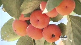 주목받는 가로수…충북 영동 ‘감나무 길’